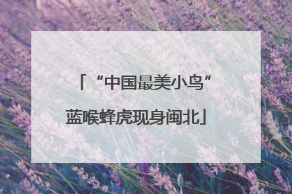 “中国最美小鸟”蓝喉蜂虎现身闽北