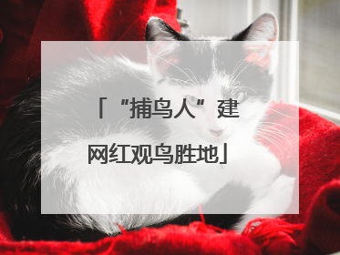 “捕鸟人”建网红观鸟胜地