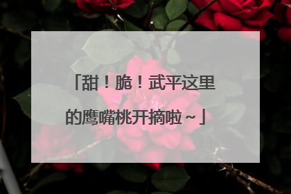甜！脆！武平这里的鹰嘴桃开摘啦～
