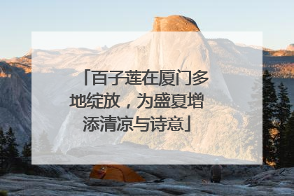百子莲在厦门多地绽放，为盛夏增添清凉与诗意