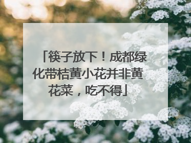 筷子放下！成都绿化带桔黄小花并非黄花菜，吃不得