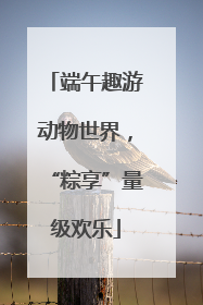端午趣游动物世界，“粽享”量级欢乐