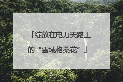 绽放在电力天路上的“雪域格桑花”