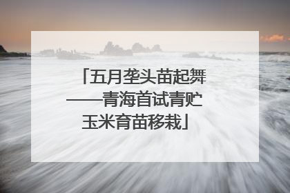 五月垄头苗起舞——青海首试青贮玉米育苗移栽
