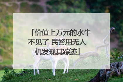 价值上万元的水牛不见了 民警用无人机发现其踪迹
