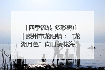 四季流转 多彩枣庄｜滕州市龙阳镇：“龙湖月色”向日葵花海 绘就乡村振兴新画卷