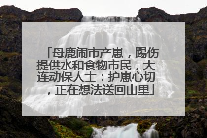 母鹿闹市产崽，踢伤提供水和食物市民，大连动保人士：护崽心切，正在想法送回山里