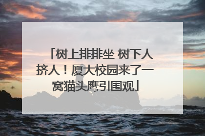 树上排排坐 树下人挤人！厦大校园来了一窝猫头鹰引围观