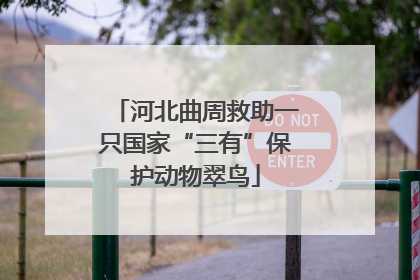 河北曲周救助一只国家“三有”保护动物翠鸟