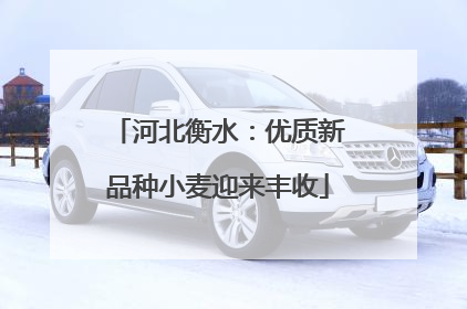 河北衡水：优质新品种小麦迎来丰收