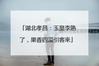 湖北孝昌：玉皇李熟了，果香四溢引客来