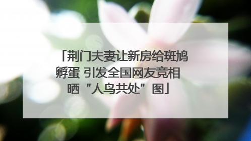 荆门夫妻让新房给斑鸠孵蛋 引发全国网友竞相晒“人鸟共处”图
