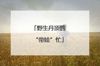 野生丹顶鹤“带娃”忙
