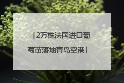 2万株法国进口葡萄苗落地青岛空港